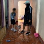 เจ้าของบ้านแมว ถอดใจ ประสบปัญหาการเงิน เลี้ยงไม่ไหว หวังมีผู้ใจบุญรับเลี้ยงดู 