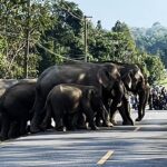 เขาใหญ่หนาวแล้ว ชวนสัมผัสธรรมชาติ กางเต็นท์นอนดื่มด่ำบรรยากาศหนาวเย็นสบายๆ