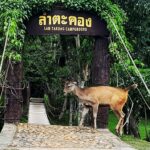 เขาใหญ่หนาวแล้ว ชวนสัมผัสธรรมชาติ กางเต็นท์นอนดื่มด่ำบรรยากาศหนาวเย็นสบายๆ