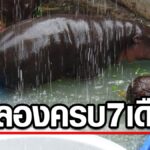 สุดน่ารัก สวนสัตว์ขอนแก่น มอบอ่างจากุชชี่ใหม่ใหญ่ให้ หมูด้วง หลาน หมูเด้ง ฉลอง7เดือน