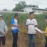 ชาวไร่ทุกข์ มันประสบโรคใบด่างระบาดหนักเกือบทั้งอำเภอ เกษตรจังหวัดแนะเร่งกำจัด