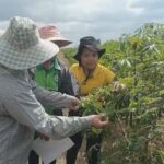 ชาวไร่ทุกข์ มันประสบโรคใบด่างระบาดหนักเกือบทั้งอำเภอ เกษตรจังหวัดแนะเร่งกำจัด