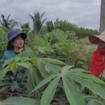 ชาวไร่ทุกข์ มันประสบโรคใบด่างระบาดหนักเกือบทั้งอำเภอ เกษตรจังหวัดแนะเร่งกำจัด