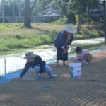 บิ๊กปู ห่วงใย เปิดค่ายทหารช่วยชาวนา ใช่ลานฝึกตากข้าว ลดภาระค่าใช้จ่าย