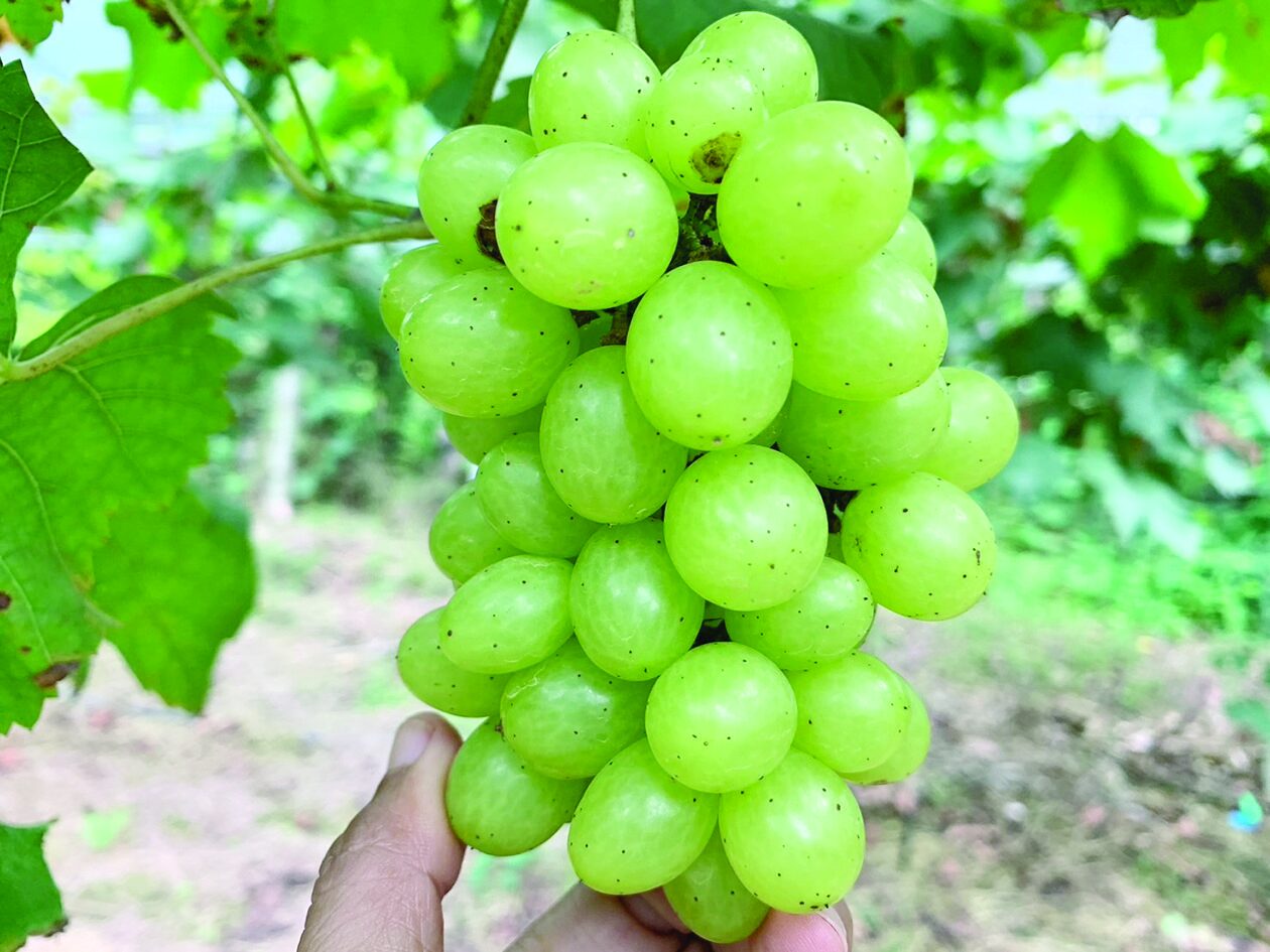 หลาก&หลายเกษตร - ปลูกองุ่นเจ้าแรกในกันตัง หวานกรอบอร่อยลูกค้าแห่สั่งจอง