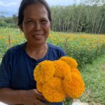 ชาวสวนปลื้ม ปลูกดาวเรือง ตัดดอกขาย รับทรัพย์รายวันครึ่งหมื่น ลอยกระทงยอดสั่งพุ่ง
