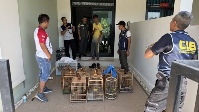 Thai police 'tweet' out arrests in illegal bird trade bust | News by Thaiger