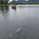 สุดประทับใจ! นักท่องเที่ยวตื่นตา แล่นเรือพบ 'พะยูน' โตเต็มวัย กำลังกินหญ้าทะเล