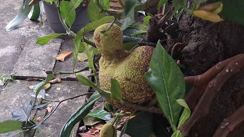 สุดแปลกดี ต้นขนุนพันธุ์สีทอง ออกผลคล้ายลูกเป็ด ชาวบ้านไม่พลาดเลขเด็ด