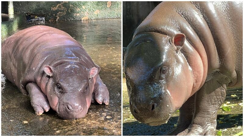 “หมูเด้ง” ฟีเวอร์! โผล่ในไอจี “ชาอึนอู” ซุปตาร์เกาหลี ดังไกลไปทั่วโลก