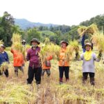 เมล็ดพันธุ์แห่งความสำเร็จ ‘กรมการข้าว’ พลิกโฉมเกษตร อำเภอบ่อเกลือ สู่ความมั่นคงทางอาหาร