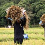 เมล็ดพันธุ์แห่งความสำเร็จ ‘กรมการข้าว’ พลิกโฉมเกษตร อำเภอบ่อเกลือ สู่ความมั่นคงทางอาหาร
