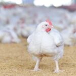 เนื้อไก่ โปรตีนสูง มาตรฐานการผลิตสัตว์ปีกไทยปลอดภัยสูงสุด