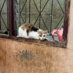 เจ้าของบ้านแมว ถอดใจ ประสบปัญหาการเงิน เลี้ยงไม่ไหว หวังมีผู้ใจบุญรับเลี้ยงดู 