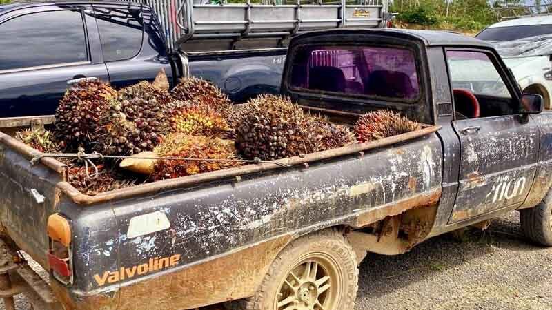 Thailand intercepts illegal palm oil smuggling in Ranong | News by Thaiger