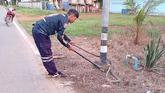 แห่ส่องบ้านเลขที่ งูจงอาง กินงูเห่าอยู่หน้าบ้านวันหวยออก โทรเรียกทีมอรพิษฯช่วยจับระทึก ชาวบ้านฮือฮา เตรียมนำเลขเด็ดไปลุ้นโชควันนี้