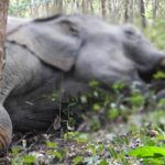 สลด พบซากช้างป่าถูกยิงรัวยิง ล้มในสวนยาง สัตวแพทย์เร่งผ่าชันสูตร ค้นหลักฐานล่ามือลั่นไก