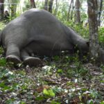 สลด พบซากช้างป่าถูกยิงรัวยิง ล้มในสวนยาง สัตวแพทย์เร่งผ่าชันสูตร ค้นหลักฐานล่ามือลั่นไก