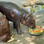 สวนสัตว์เขาเขียว ฉลอง คริสต์มาส-ปีใหม่ ส่งมอบความสุขให้น้องหมูเด้ง-เพื่อนสัตว์ป่า