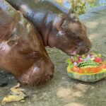 สวนสัตว์เขาเขียว ฉลอง คริสต์มาส-ปีใหม่ ส่งมอบความสุขให้น้องหมูเด้ง-เพื่อนสัตว์ป่า