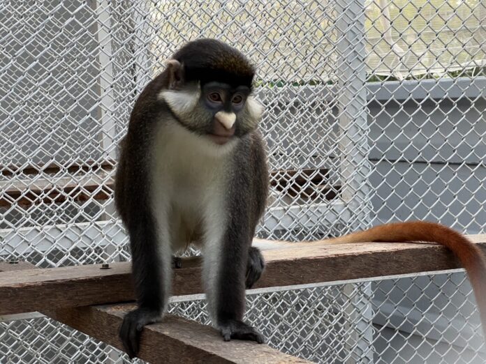 Illegal wildlife trade uncovered in Ratchaburi luxury home raid | News by Thaiger
