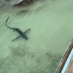 พบครั้งแรก 'ฉลามหัวบั้ง' โผล่แนวชายหาดอ่าวลิง เกาะพีพีดอน เสี่ยงใกล้สูญพันธุ์