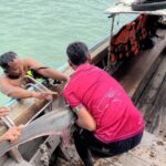 พบครั้งแรก 'ฉลามหัวบั้ง' โผล่แนวชายหาดอ่าวลิง เกาะพีพีดอน เสี่ยงใกล้สูญพันธุ์