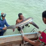 พบครั้งแรก 'ฉลามหัวบั้ง' โผล่แนวชายหาดอ่าวลิง เกาะพีพีดอน เสี่ยงใกล้สูญพันธุ์
