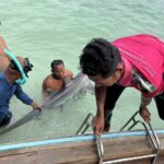 พบครั้งแรก 'ฉลามหัวบั้ง' โผล่แนวชายหาดอ่าวลิง เกาะพีพีดอน เสี่ยงใกล้สูญพันธุ์