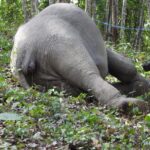 สลด พบซากช้างป่าถูกยิงรัวยิง ล้มในสวนยาง สัตวแพทย์เร่งผ่าชันสูตร ค้นหลักฐานล่ามือลั่นไก