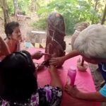 ที่พึ่งชาวบ้าน แห่ขอโชคลาภ-เลขเด็ด ปลัดขิกใหญ่ยักษ์ จุดธูป-ลูบแป้งเห็นชัด เล็งเสี่ยงดวง