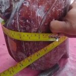ที่พึ่งชาวบ้าน แห่ขอโชคลาภ-เลขเด็ด ปลัดขิกใหญ่ยักษ์ จุดธูป-ลูบแป้งเห็นชัด เล็งเสี่ยงดวง