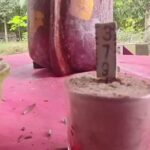ที่พึ่งชาวบ้าน แห่ขอโชคลาภ-เลขเด็ด ปลัดขิกใหญ่ยักษ์ จุดธูป-ลูบแป้งเห็นชัด เล็งเสี่ยงดวง
