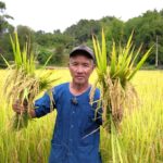 ‘ศูนย์วิจัยข้าวแพร่’ เผยผลสำเร็จพัฒนาด้านการพัฒนาข้าวในภาคเหนือตอนบน ยกระดับเศรษฐกิจท้องถิ่น และสร้างความมั่นคงทางอาหาร