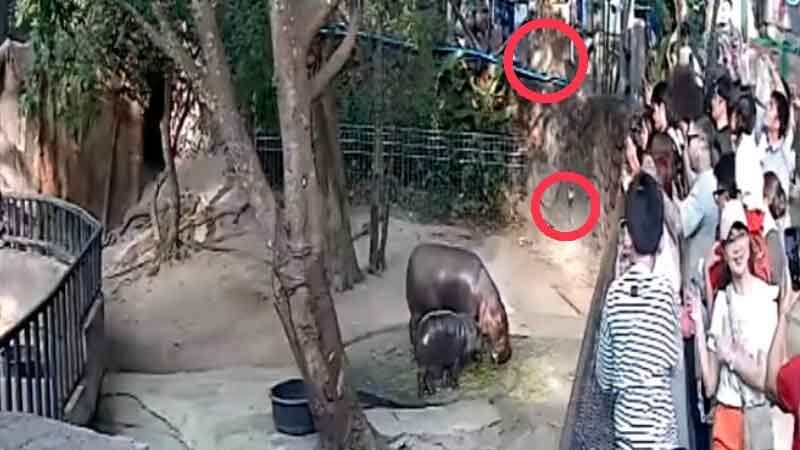 หมูเด้งกินทิชชู่ ที่แท้ฝีมือลิงทำตก วงจรปิดจับภาพชัด ผอ.สวนสัตว์เขาเขียว วอน นทท.ทิ้งขยะให้เป็นที่