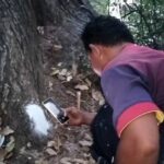 ชาวบ้านถวายชุดไทย แม่ตะเคียนคู่อายุ 100 ปี ไม่พลาดจุดธูปขอโชค เลขโผล่เห็นชัด