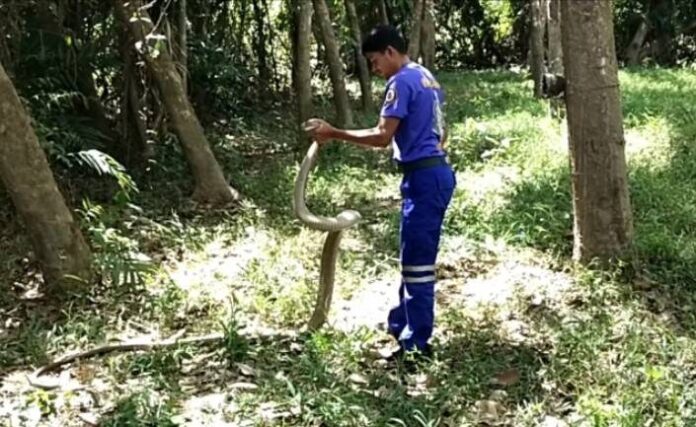 Giant king cobra caught in fish trap excites Songkhla locals | News by Thaiger