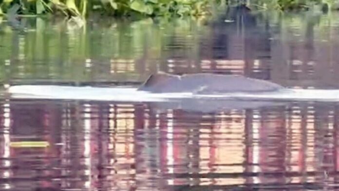 Irrawaddy dolphin dies of freshwater shock in Prachin Buri | News by Thaiger