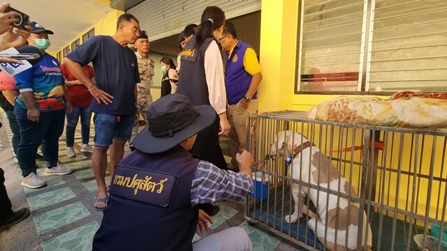 เจ้าอาวาส เร่งหาบ้านให้ "จ็อด" อเมริกันบูลลี่ หลังพระเลขามรณภาพในกุฏิ ด้าน เจ้าหน้าที่วัด เชื่อไม่ได้ขย้ำ คาดปมเสียชีวิต ก่อนสุนัขพยายามตะกุยเขี่ยให้ตื่น