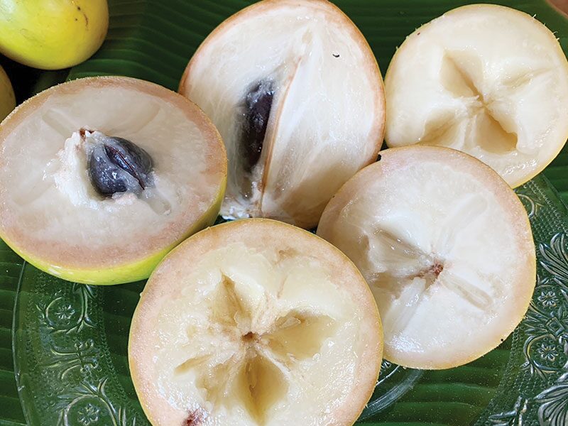 หลาก&หลายเกษตร - ชวนปลูก‘อะบิว’พืชศก.ตัวใหม่ ‘ป้าสายหยุด’ตั้งเป้ากำเงินล้านปีหน้า