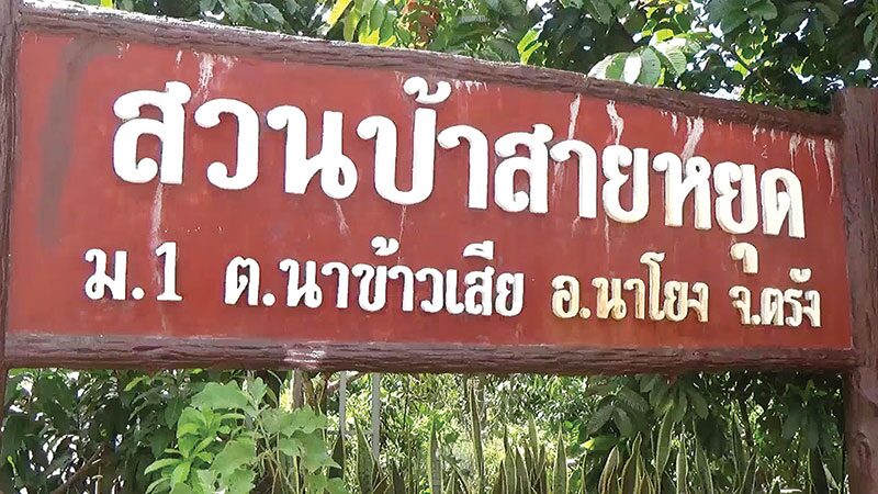 หลาก&หลายเกษตร - ชวนปลูก‘อะบิว’พืชศก.ตัวใหม่ ‘ป้าสายหยุด’ตั้งเป้ากำเงินล้านปีหน้า