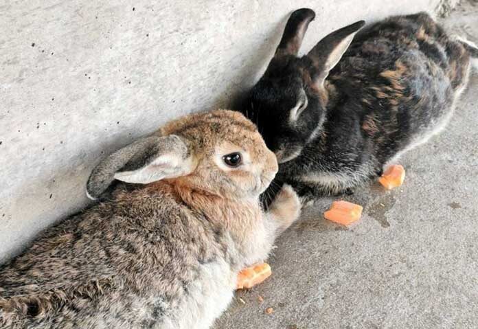 จับหนุ่มญี่ปุ่น “เตะกระต่าย” ส่อโยงอีกคดีพบซากกระต่าย 77 ตัวบนเกาะโอคุโนะชิมะ