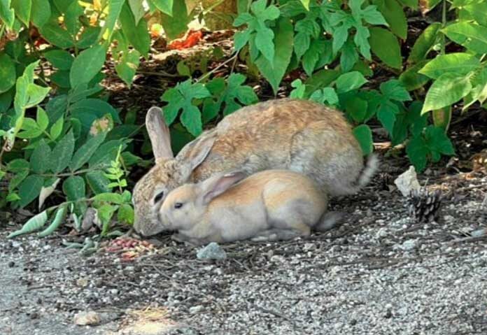 จับหนุ่มญี่ปุ่น “เตะกระต่าย” ส่อโยงอีกคดีพบซากกระต่าย 77 ตัวบนเกาะโอคุโนะชิมะ