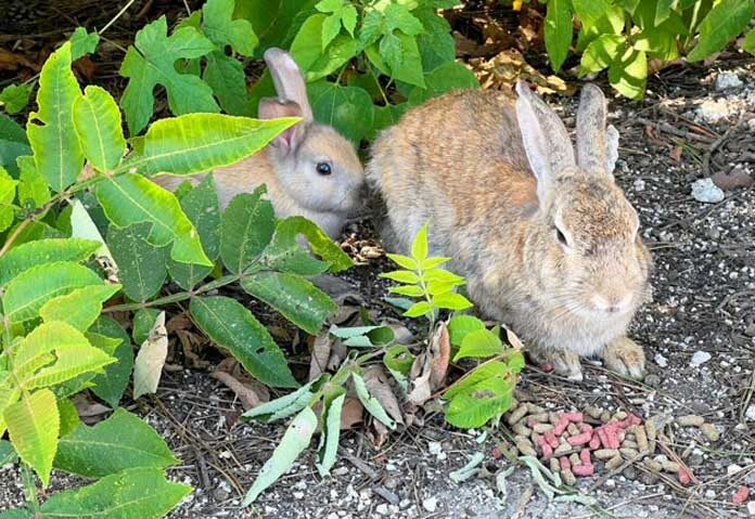 จับหนุ่มญี่ปุ่น “เตะกระต่าย” ส่อโยงอีกคดีพบซากกระต่าย 77 ตัวบนเกาะโอคุโนะชิมะ