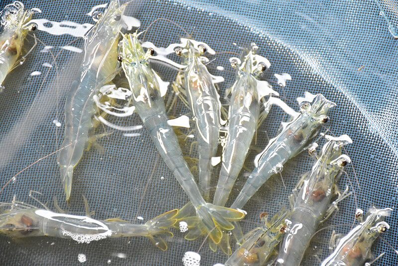 หลาก&หลายเกษตร - ฝึกเลี้ยง‘กุ้งขาวแวนนาไม’ สร้างรายได้นักศึกษาระหว่างเรียน