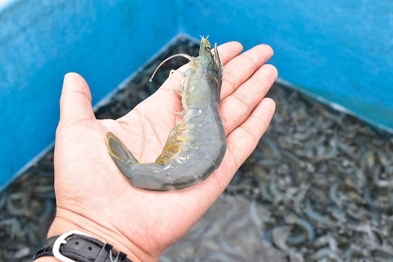 หลาก&หลายเกษตร - ฝึกเลี้ยง‘กุ้งขาวแวนนาไม’ สร้างรายได้นักศึกษาระหว่างเรียน