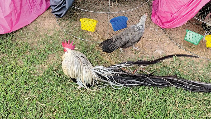 เพื่อนตัวเล็ก - ‘เจ้าณเดชน์-ญาญ่า’ไก่หางยาว ชาวขอนแก่นเพาะพันธุ์ขาย