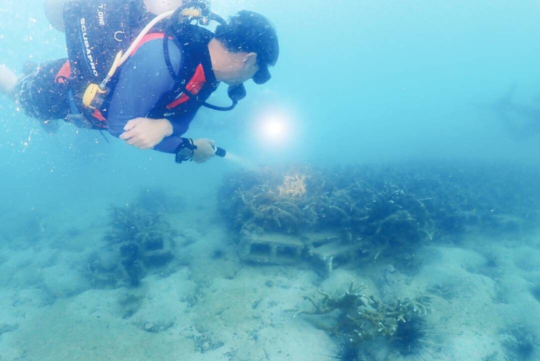 หลากหลาย - ‘Sea walker’ เมืองพัทยา ทช.ชูโมเดลเที่ยวเชิงอนุรักษ์