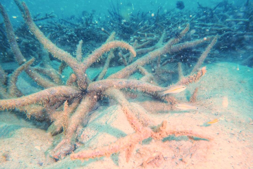 หลากหลาย - ‘Sea walker’ เมืองพัทยา ทช.ชูโมเดลเที่ยวเชิงอนุรักษ์