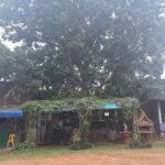 ชาวบ้านแห่ไหว้ ตะเคียนทองโบราณ ขอเลขเด็ดได้สมใจ เล็งเสี่ยงโชค หวังรวยรับปีใหม่